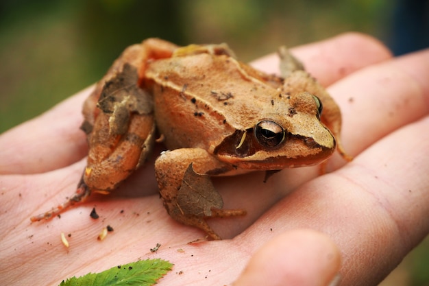 Foto boskikker in de hand van bioloog