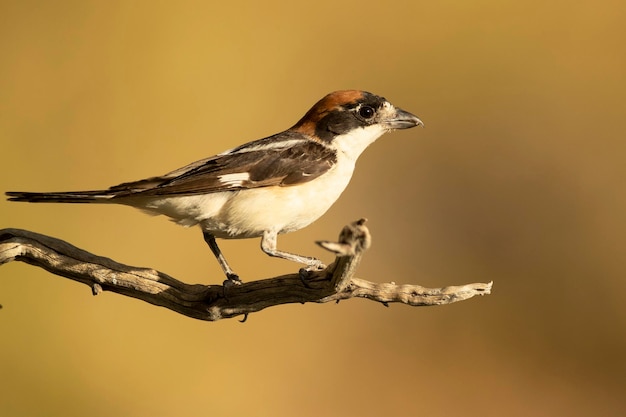 Bosklauwier op een tak in zijn broedgebied in een mediterraan bos