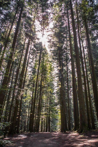 Boslandschap, bomen en smal pad verlicht door zacht zonsopganglicht. Natuur achtergrond landschap