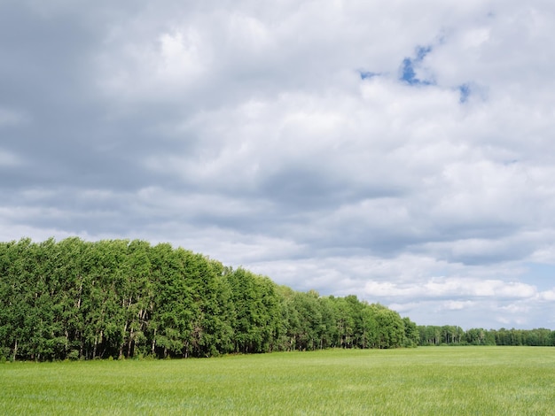 Boslandschap en grijze wolken Veld met tarwe