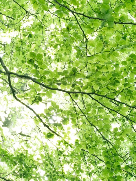 Foto boslandschap groen ruim bos