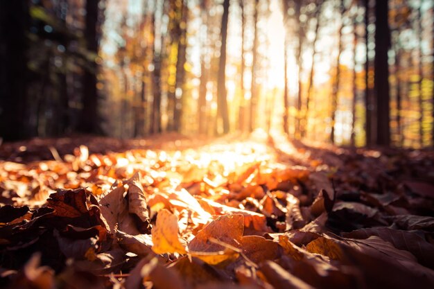 Boslandschap in de herfst Kleurrijke bladeren en positieve sfeer