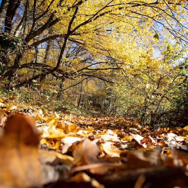 Boslandschap in de herfst Kleurrijke bladeren zonnestralen en positieve sfeer