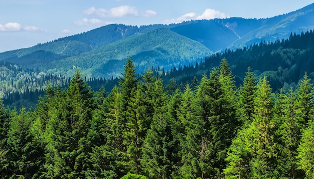 Boslandschap met bergen en bomen