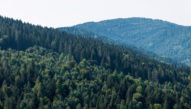 Boslandschap met bergen en bomen