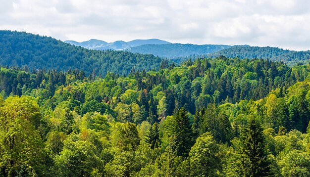 Boslandschap met bergen en bomen