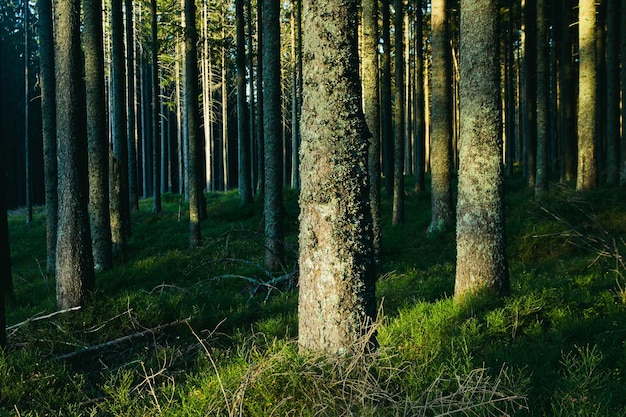 Boslandschap met bomen