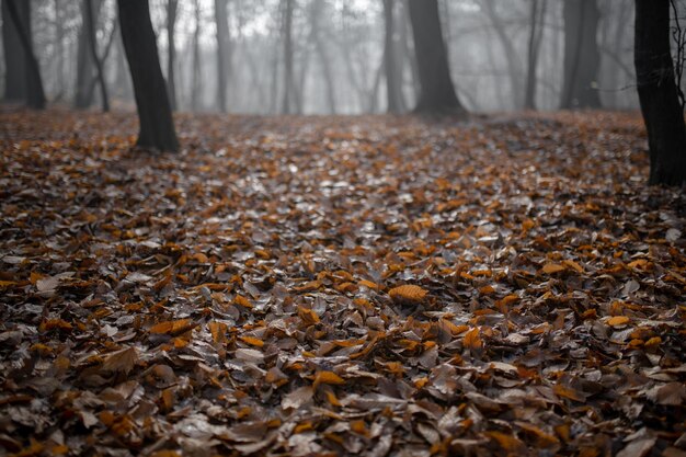 Boslandschap met mist en gebladerte in het herfstseizoen