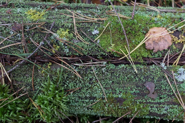 Foto boslandschap met paddenstoelen en mos