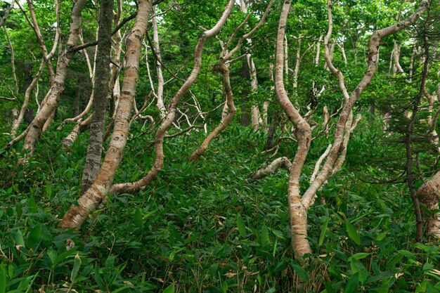 Boslandschap van het eiland Kunashir verwrongen bomen en kreupelhout van dwergbamboe