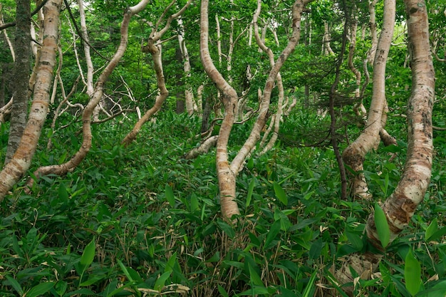 Boslandschap van het eiland Kunashir verwrongen bomen en kreupelhout van dwergbamboe