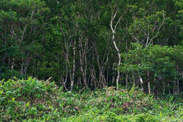 Boslandschap van het eiland Kunashir verwrongen bomen en kreupelhout van dwergbamboe