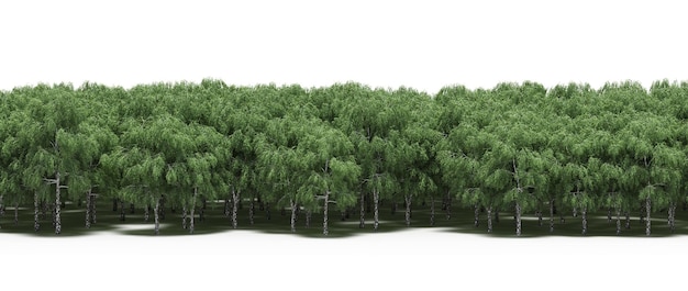 boslijn met schaduwen onder de bomen, geïsoleerd op een witte achtergrond, 3D illustratie, cg renderen
