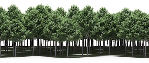boslijn met schaduwen onder de bomen, geïsoleerd op een witte achtergrond, 3D illustratie, cg renderen