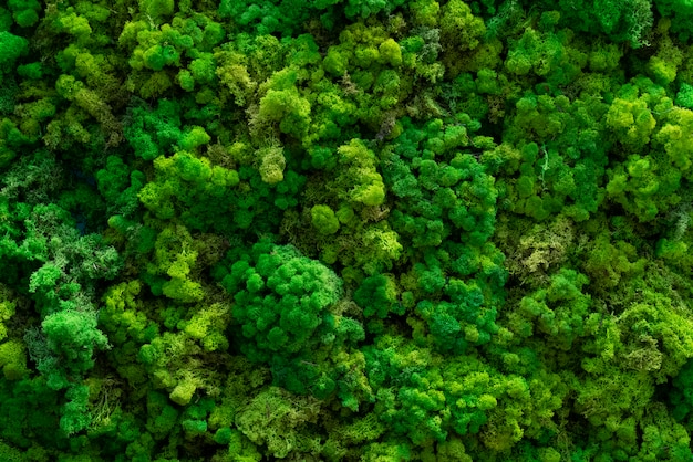 Bosmos. groene bomen bovenaanzicht.