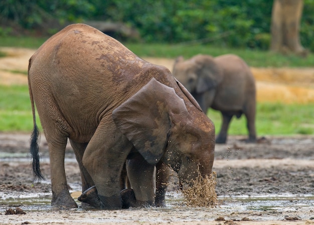 Bosolifant drinkt water uit een waterbron. Centraal Afrikaanse Republiek. Republiek Congo. Dzanga-Sangha speciaal reservaat.