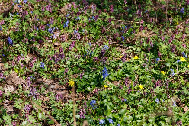 Bosopen plek met eerste lentebloemen