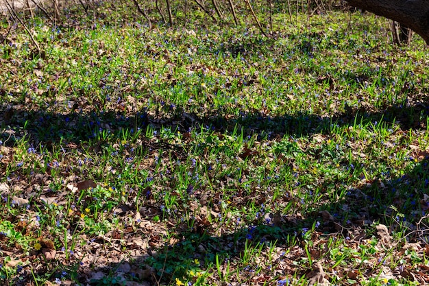 Bosopen plek met eerste lentebloemen