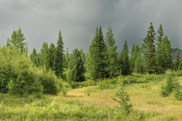 Bosopen plek op een bewolkte ochtendzomer