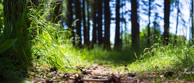 Bospad close-up met kegels en wortels Laag gezichtspunt in natuurlandschap Wazig natuurachtergrond Park lage focusdiepte Ecologie milieu