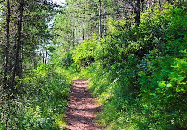 Bospad door struiken en bomen in de zomer