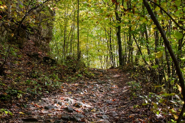 Bospad en herfstbladeren