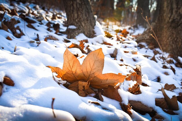 Bospad. Groot droog blad in de sneeuw. Lente. Sneeuw smelten