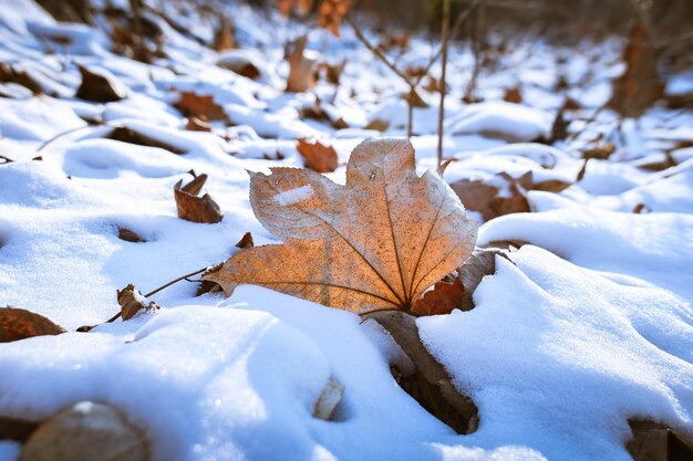 Bospad. Groot droog blad in de sneeuw. Lente. Sneeuw smelten