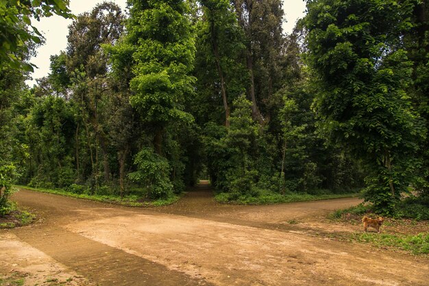 Bospad in Capodimonte Park, Napels, Italië