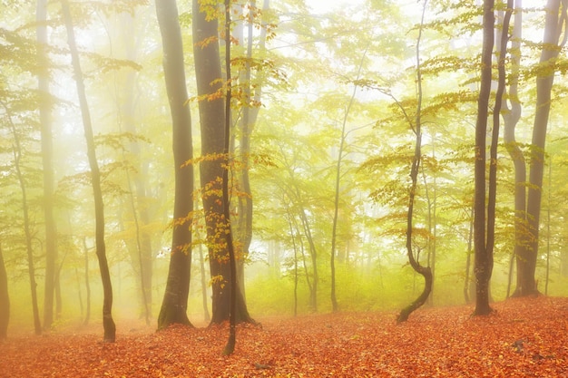 Bospad in de bergen op herfstdag