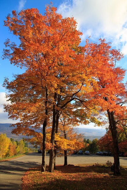 Bospad in de herfst