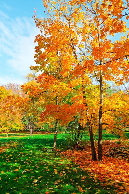 Bospad in de herfst