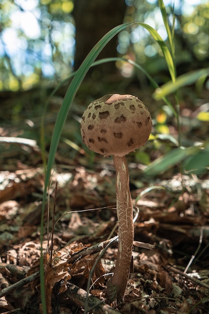 Bospaddenkoeken in het bos