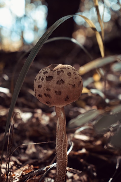 Bospaddenkoeken in het bos