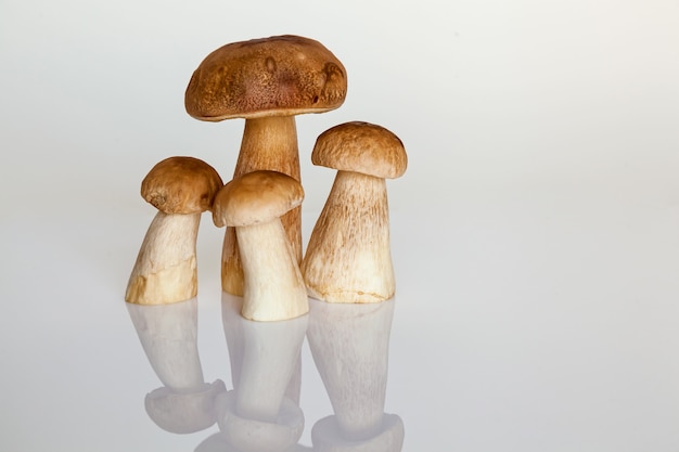 Bospaddenstoel op een witte achtergrond De herfst is het moment om bospaddenstoelen te verzamelen