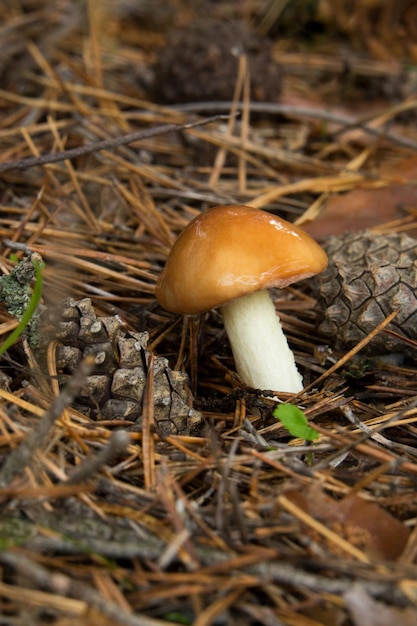 Bospaddenstoel tussen dennennaalden en sparrenkegels