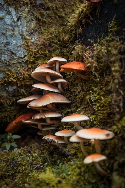 Bospaddestoelen in de herfst