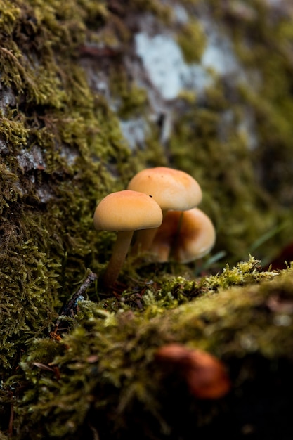 Bospaddestoelen in de herfst