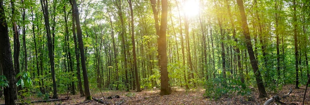 Bospanorama met de zon glans van de zon tussen het groene bos