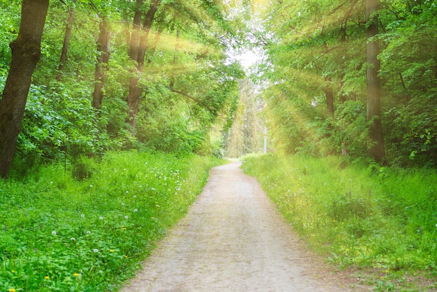 Bosparkbaan met groene bomen