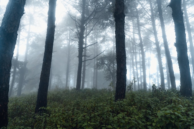Bospijnboom in Azië, Weg in het bos op een mistige dag