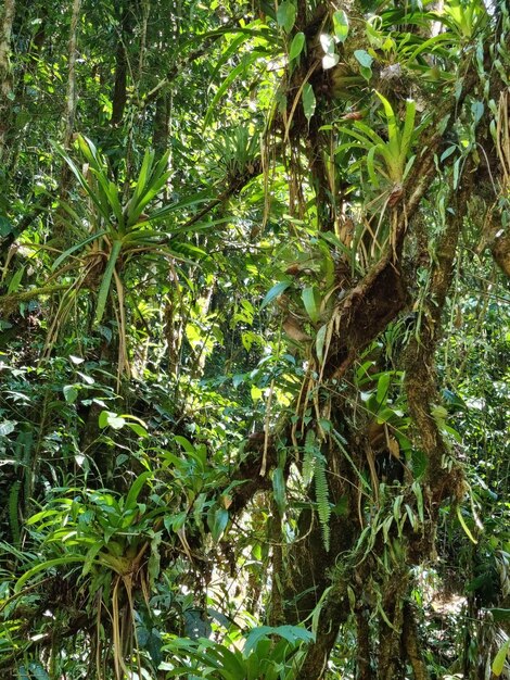 Photo bosque vegetacion arboles selva de peru