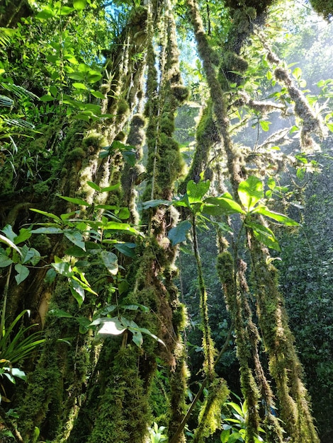 Bosque vegetacion arboles selva de peru