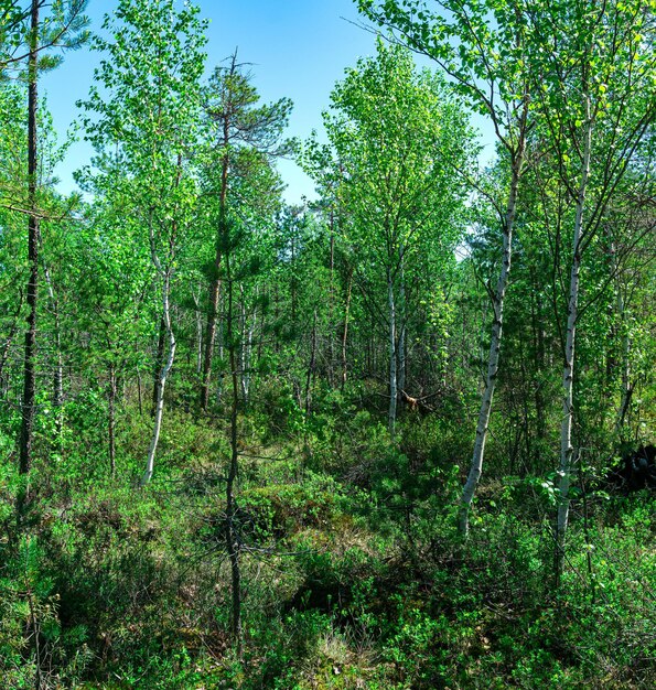 Bosrijk moeraslandschap met berkenbossen op een veen