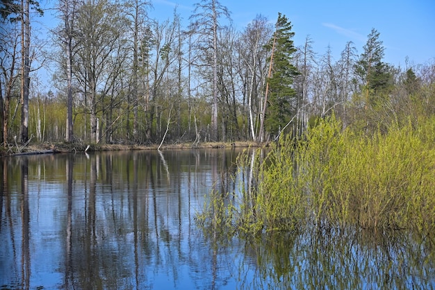 Bosrivier begin mei