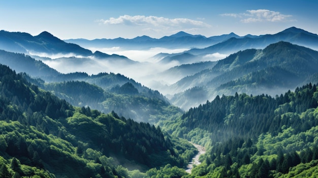 Bossen bomen misten sprookjesland zoals luchtfotografie