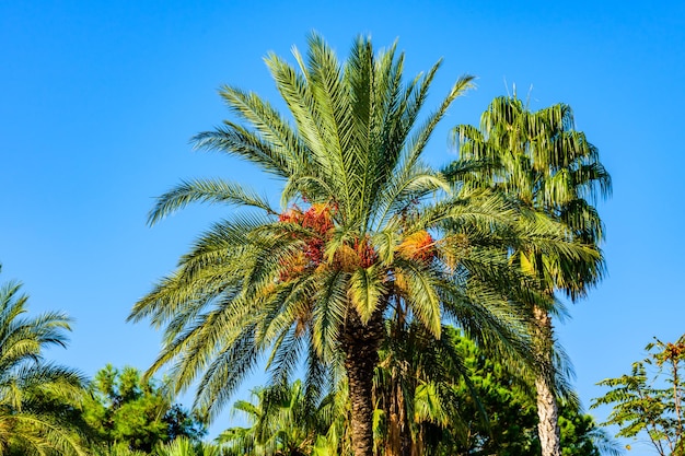 Bossen rijp fruit op een groene dadelpalm