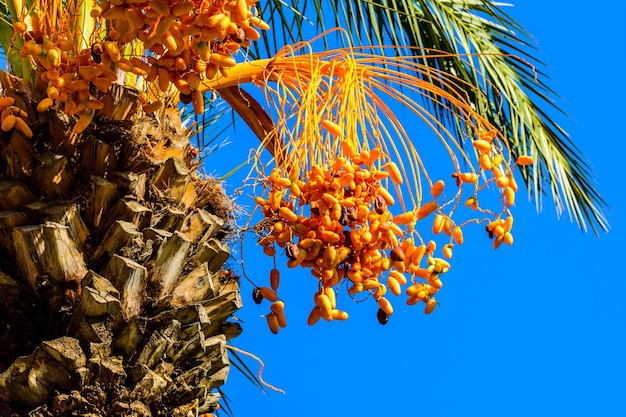 Bossen rijp fruit op een groene dadelpalm