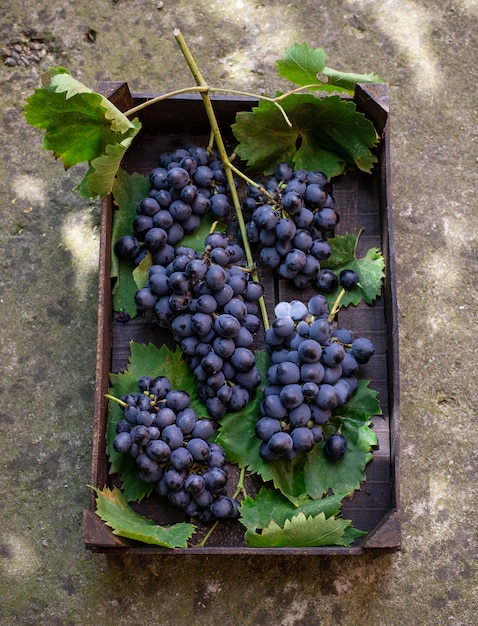 Bossen van blauwe druiven in een houten doos in de tuin