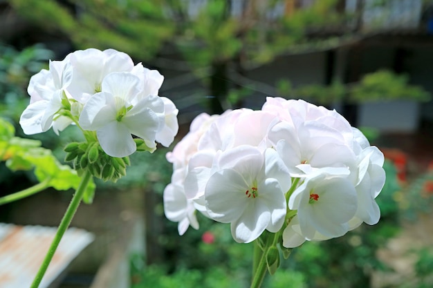 Bossen van mooie witte geranium pelargonium in de patio